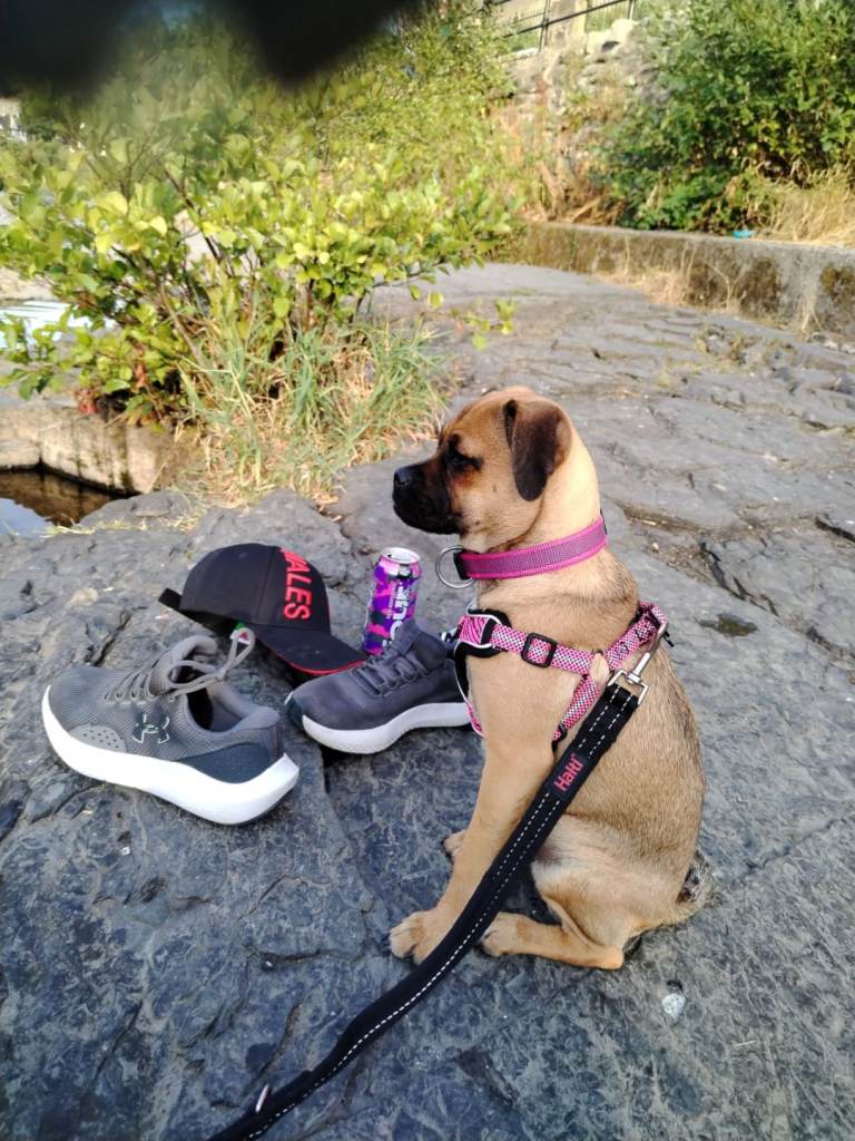 Jug pup 