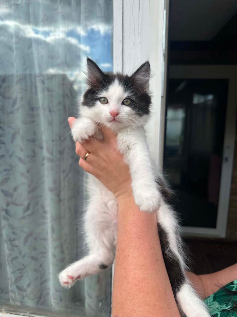 Kittens for safe