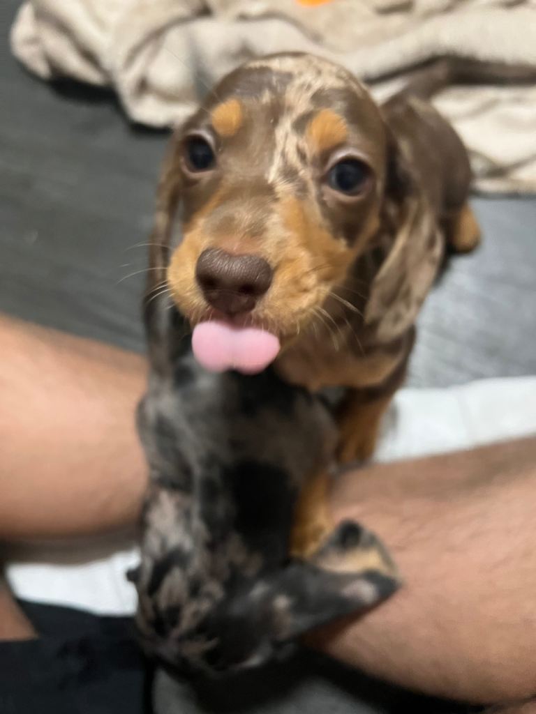 🐾adorable miniature dachshunds looking for forver homes🐾