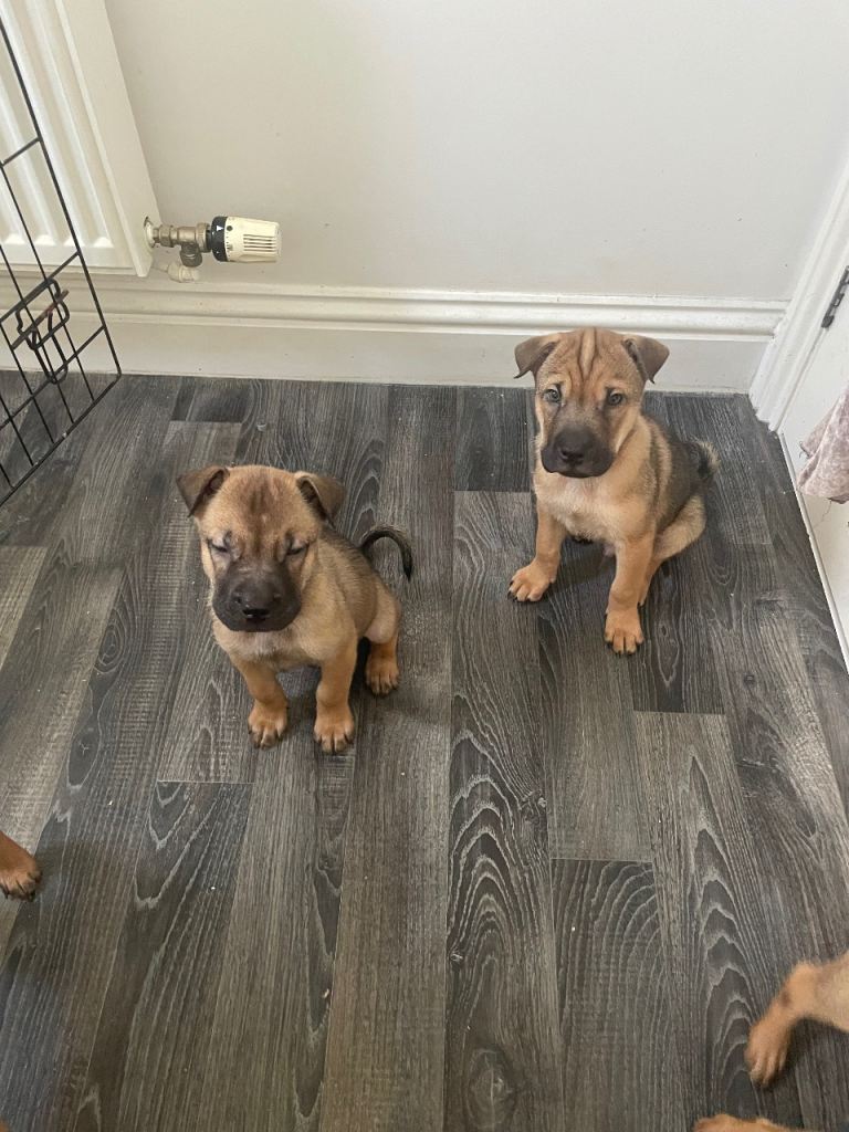 Shar pei x mastiff 
