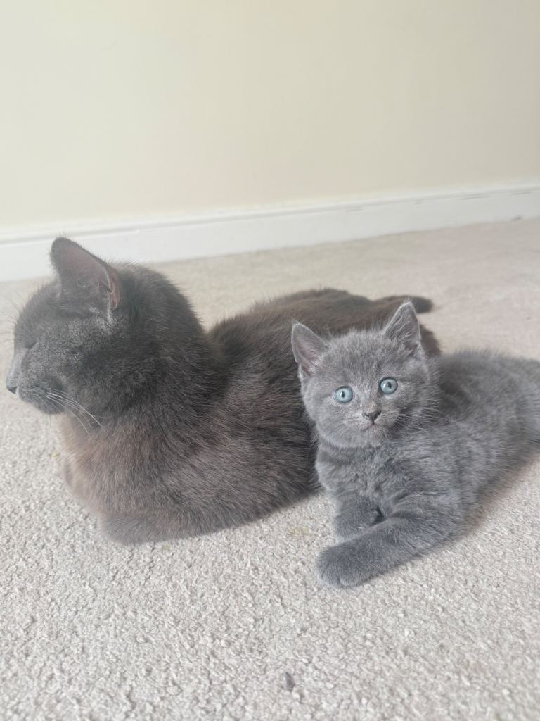Grey very beautiful kitty 