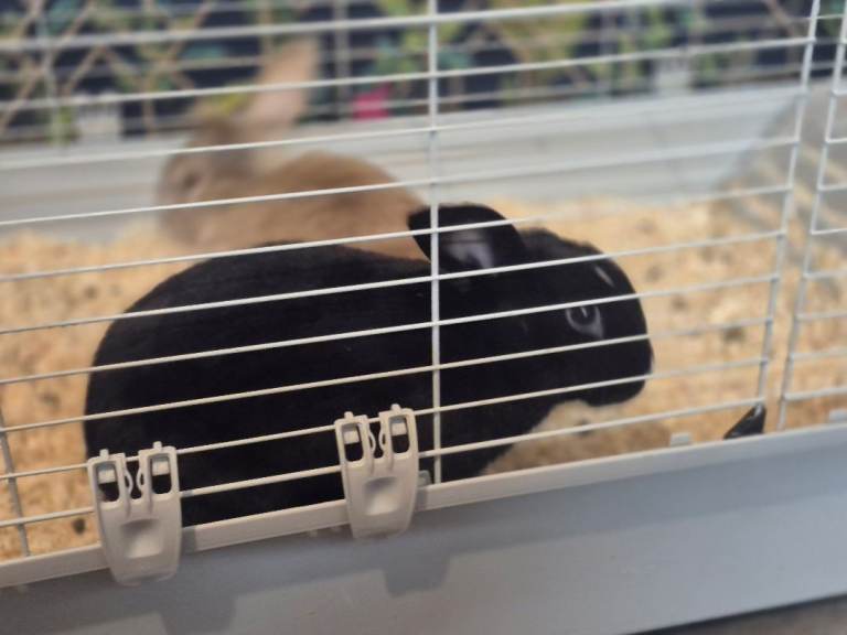 To femal rabbits