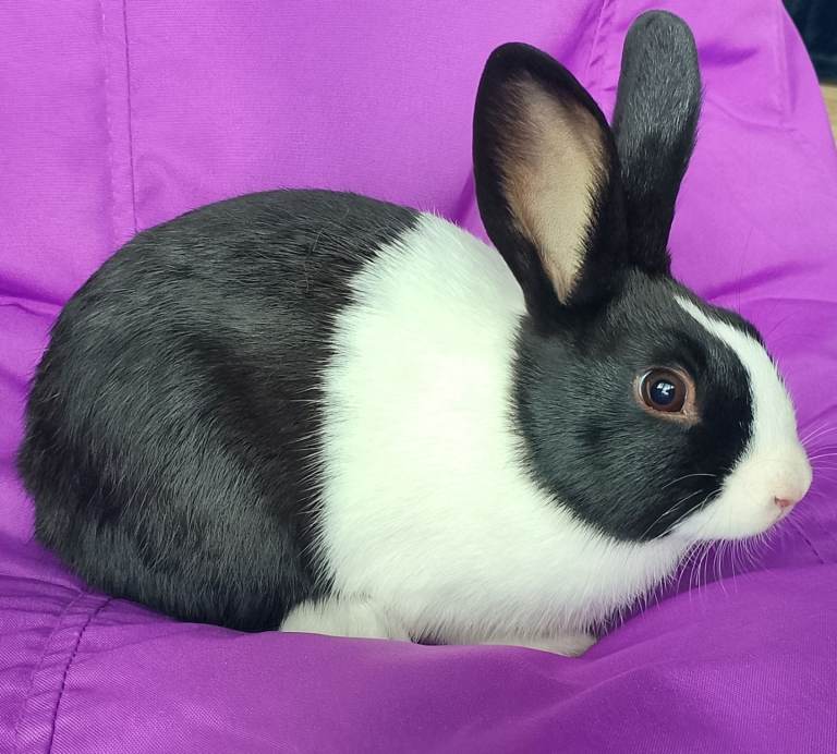 Baby Dutch Rabbits 