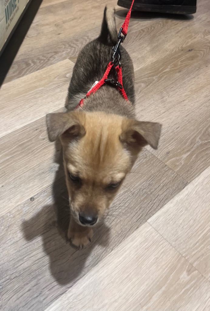 Sweet boy looking for a forever home