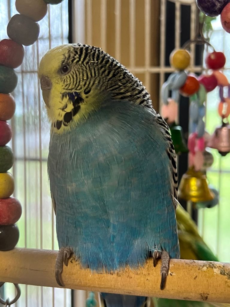 large budgie cage with birds