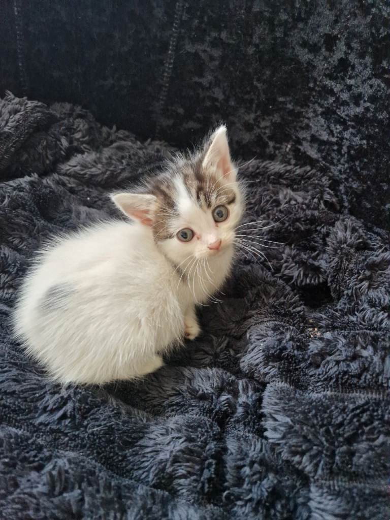 Kittens Ready for new home 
