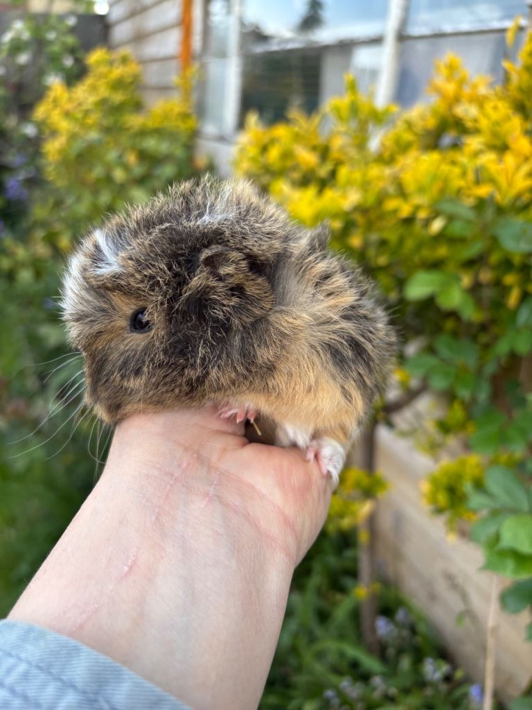 Adorable baby Guinea pigs
