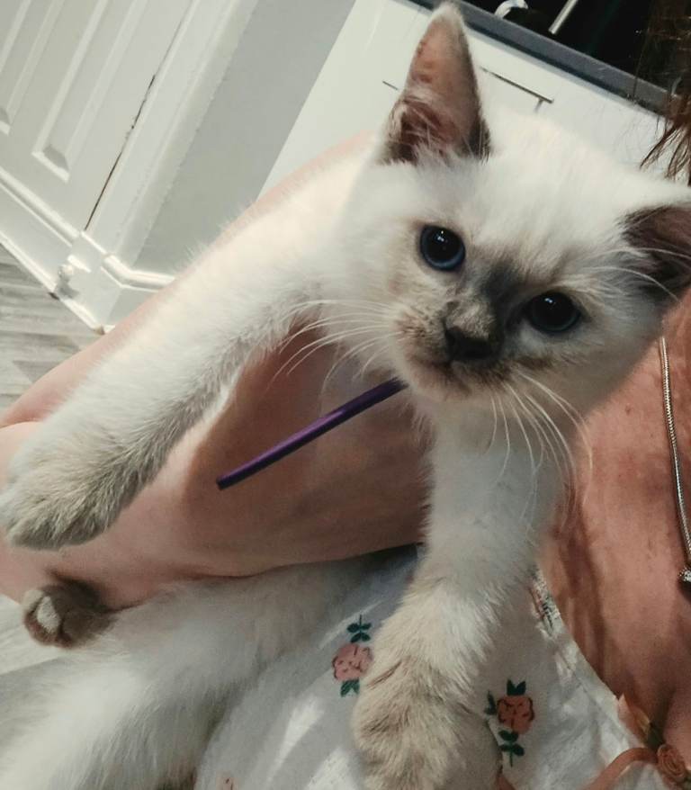 Ragdoll mixed british blue 