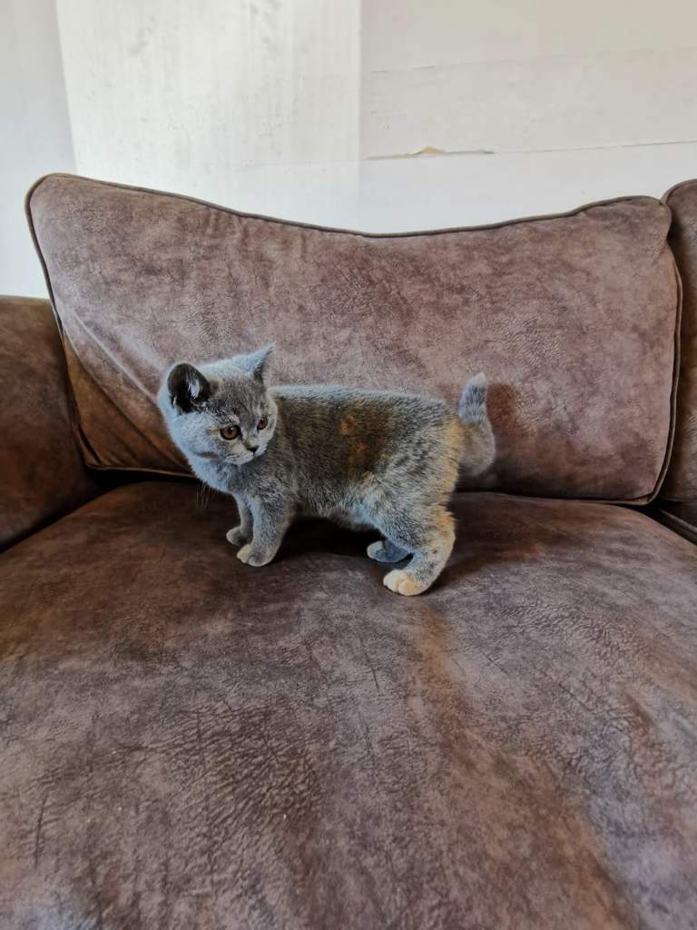 LAST 2 Gorgeous kittens BSH  TICA REGISTERED
