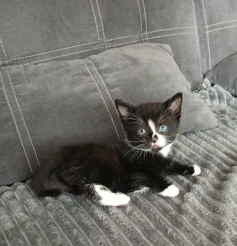 Kittens for sale 