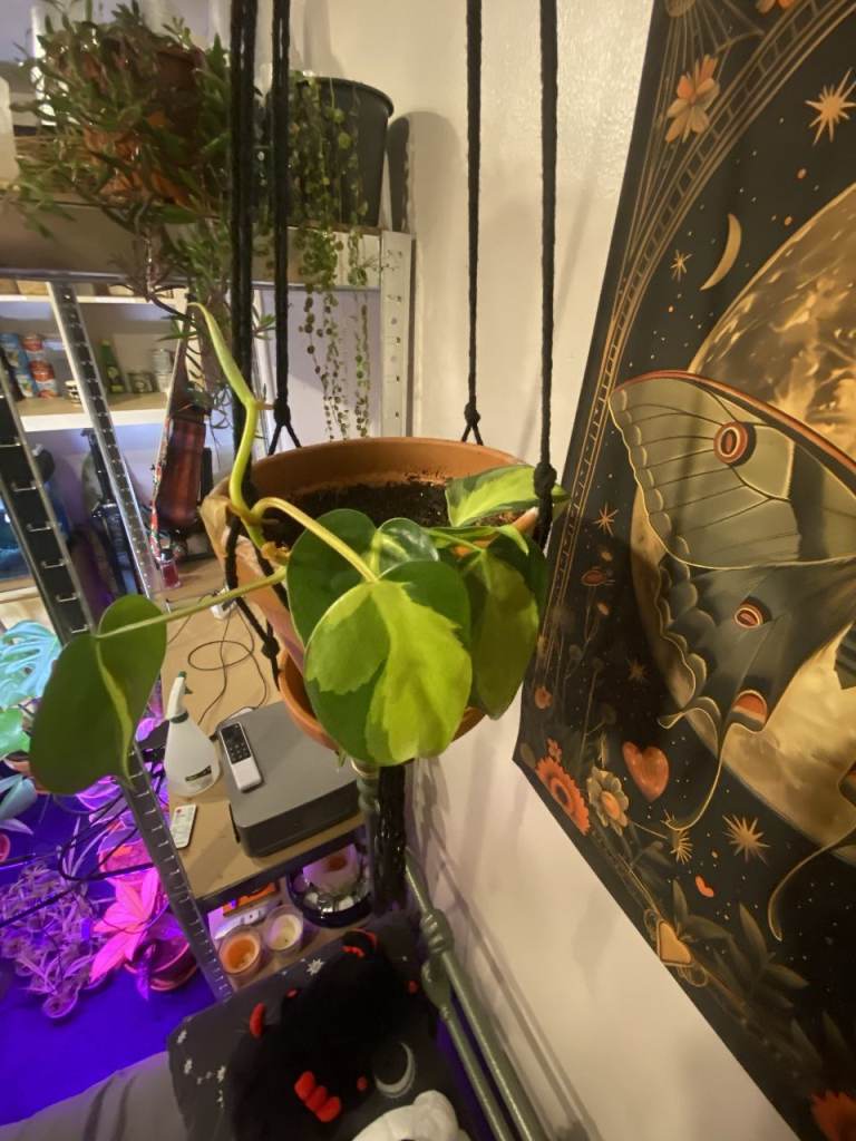 Philodendron Brazil Marble Variegated Aroid In Clay Pot