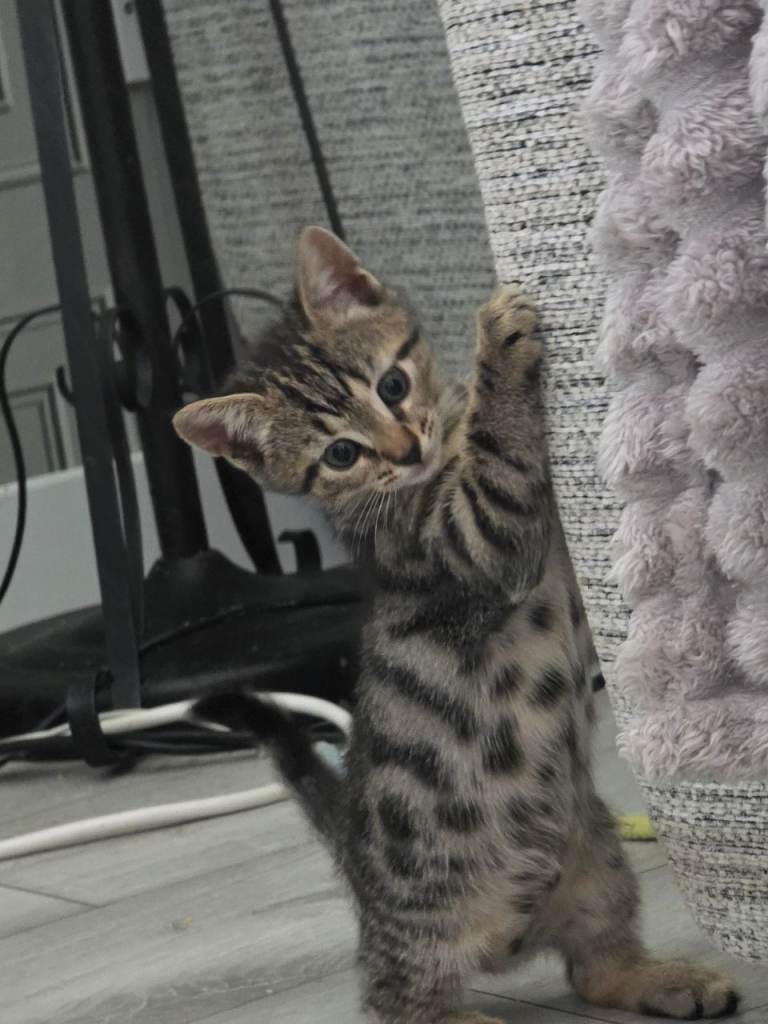 Bengal X Kittens READY NOW!