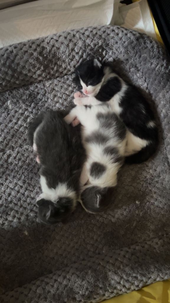 Female Kitten