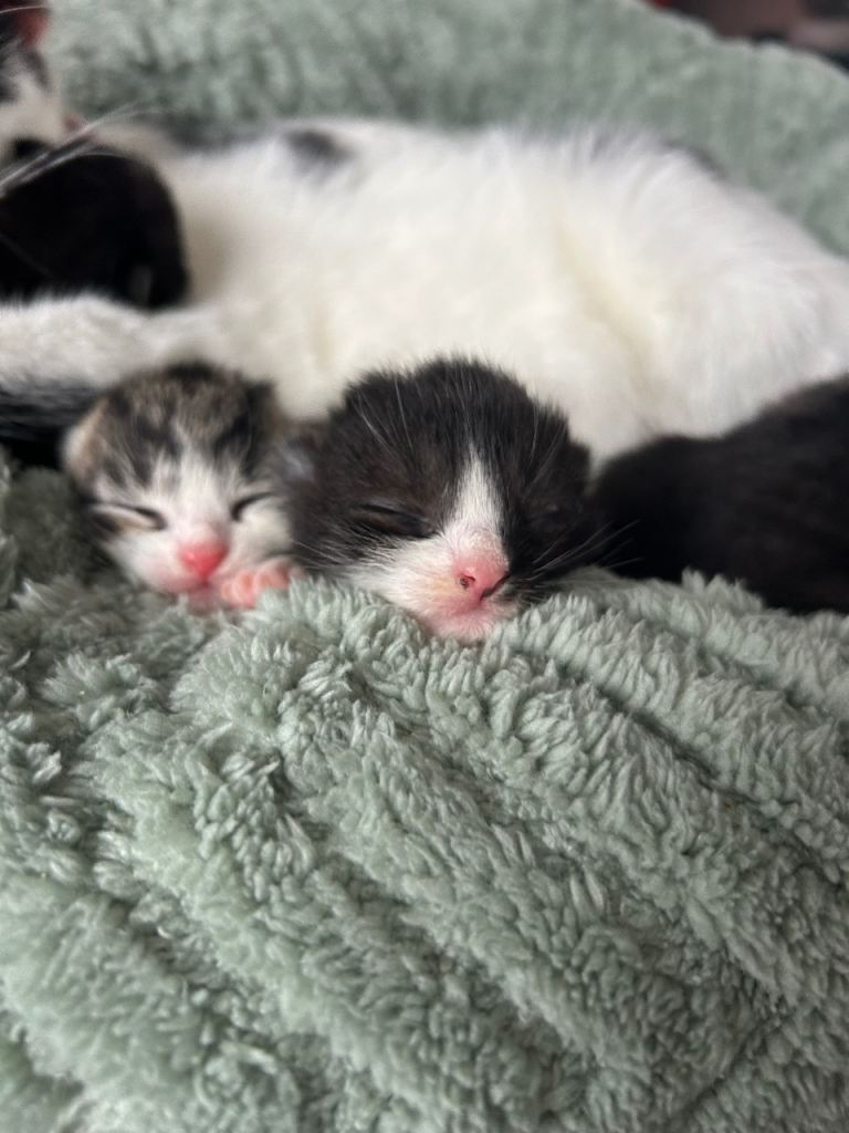 5 beautiful kittens 🐱♥️