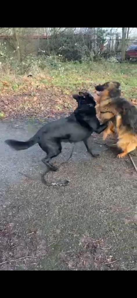 Black German shepherd puppies