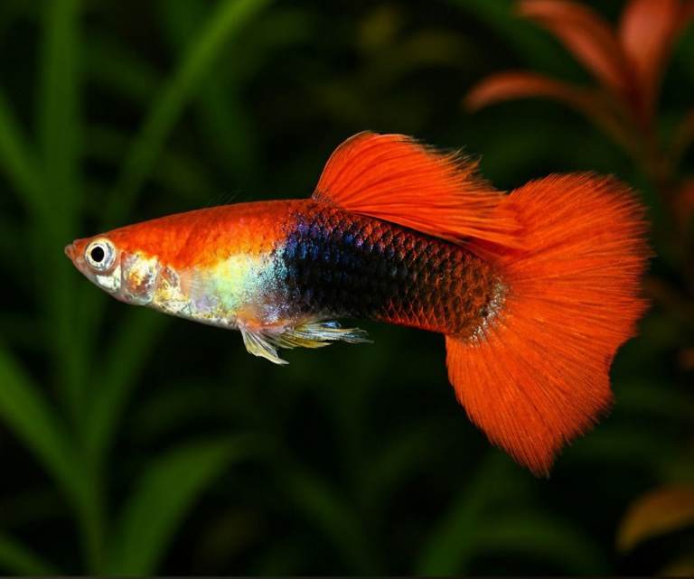 Mixed Guppy