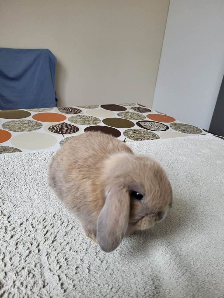 Beautiful Mini lop looking good a home.