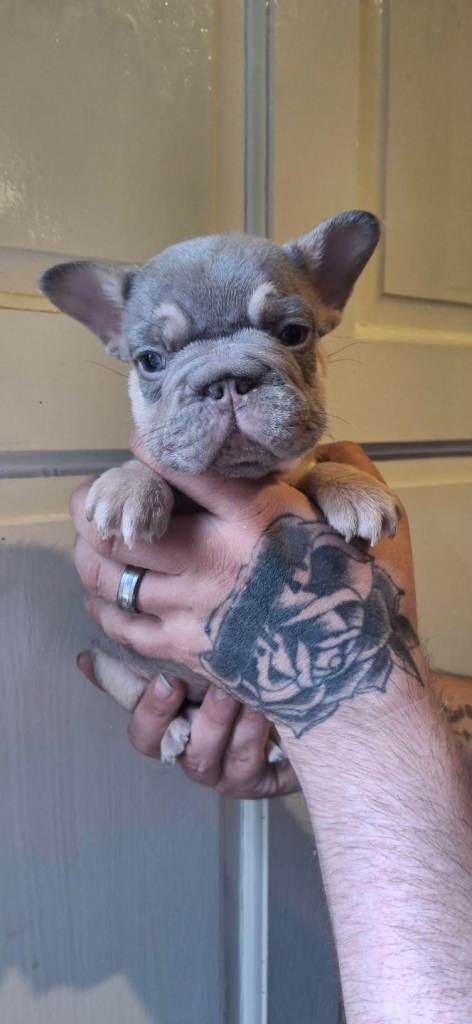 French bulldog puppys ready now