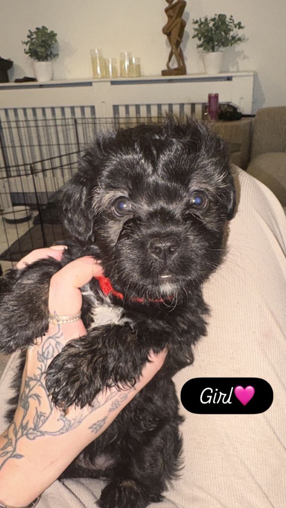 Bichon cross French bull dog