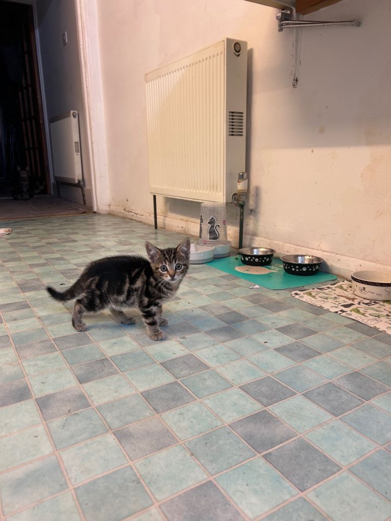 2 beautiful bengal mixed kittens