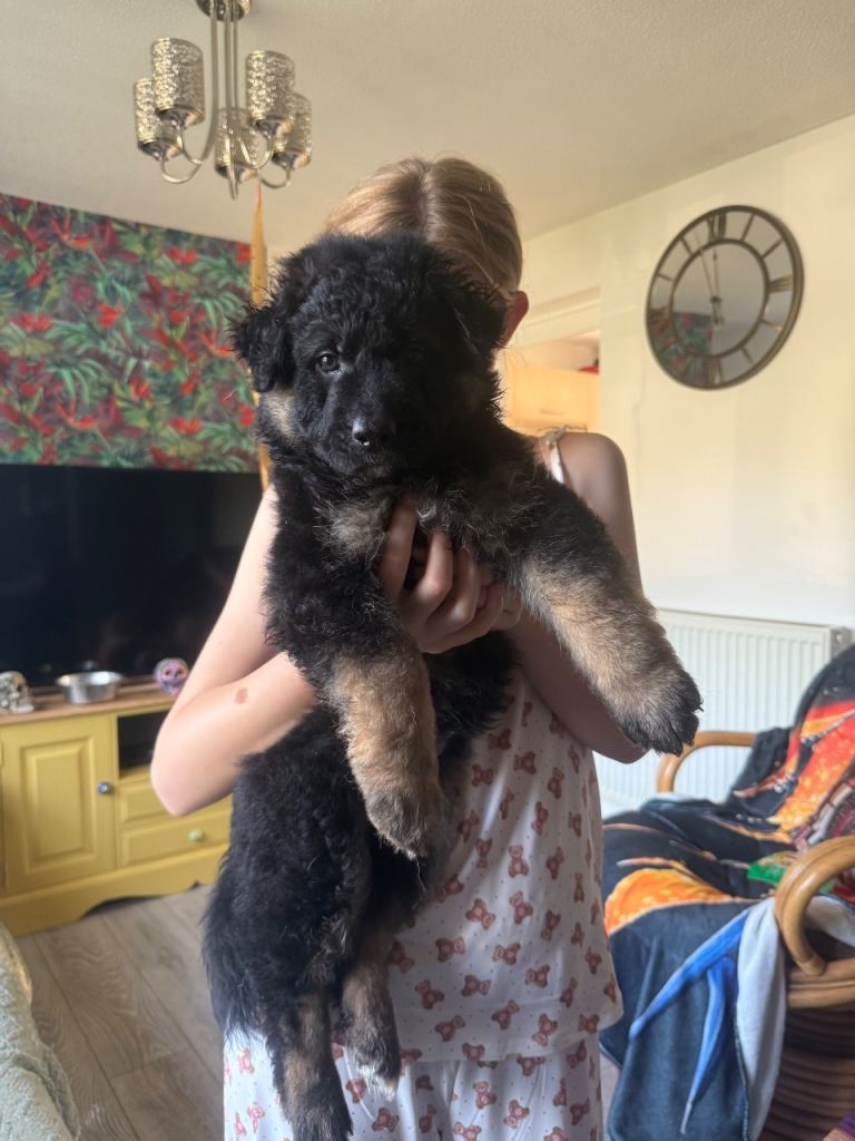 German Shepard puppies 