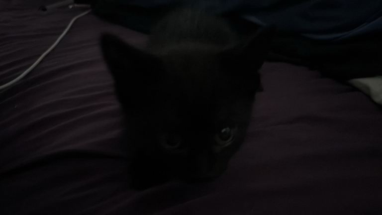 Male kitten - pending