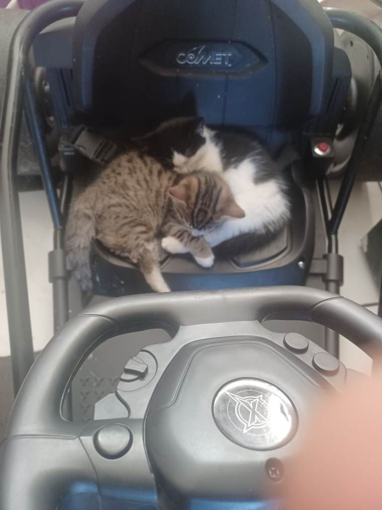kittens x2