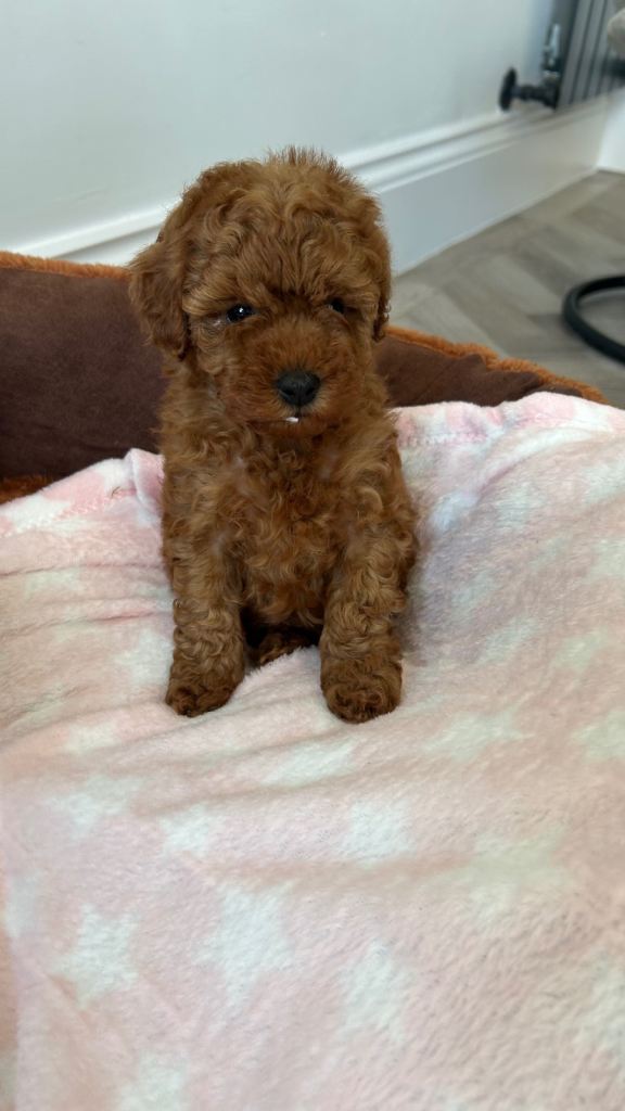 Tiny Toy poodle 