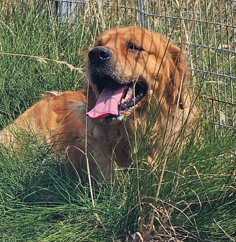 Golden retriever male 
