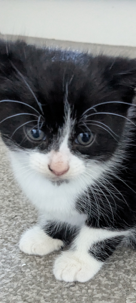 Kitten