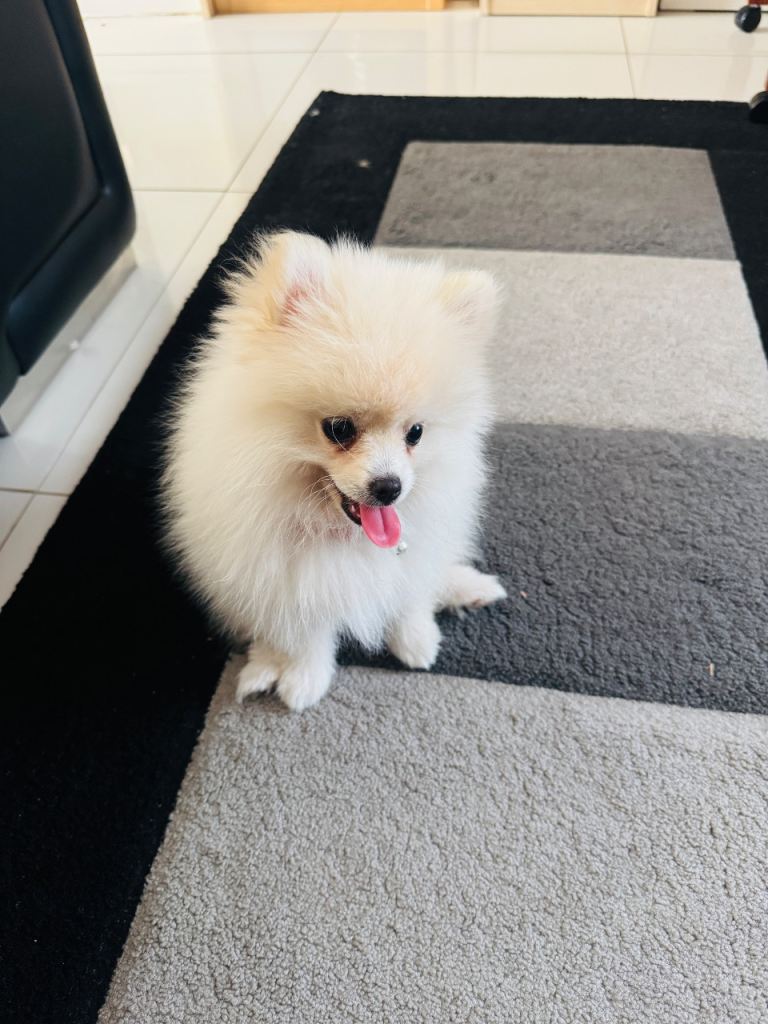 Meli The Pomeranian