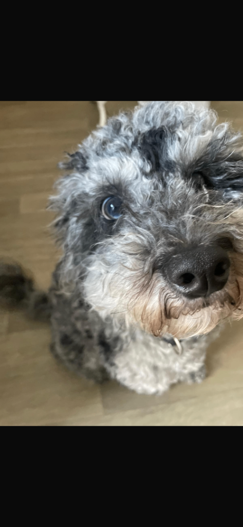 Stunning miniature F1B cockapoos!