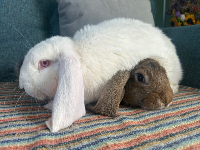 Giant French Lops