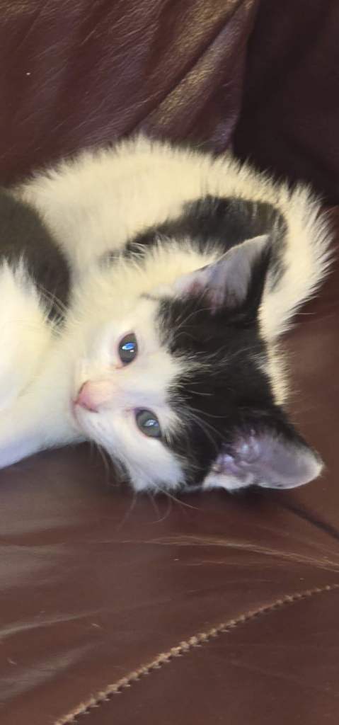 Kittens for sale £200 each