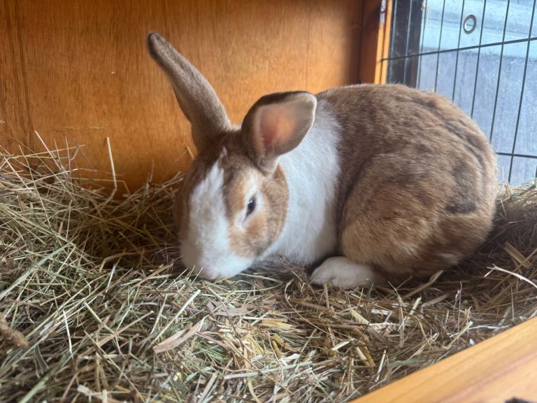 Various male and female rAbbits