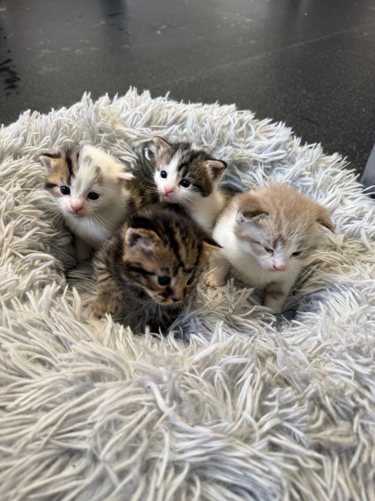 Kittens 