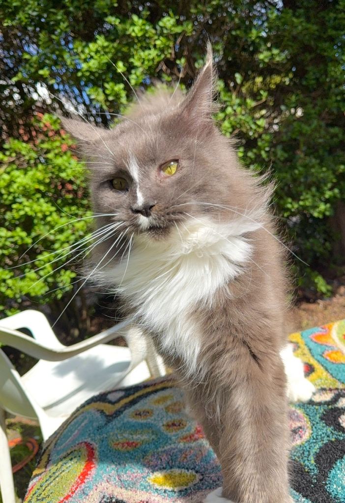 mainecoon 