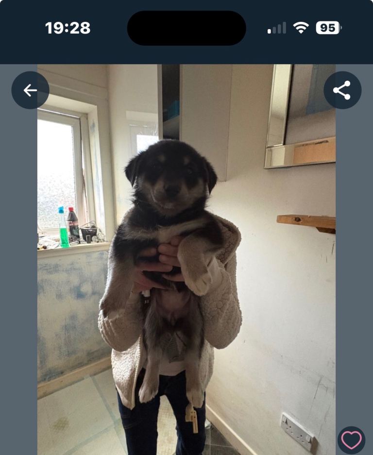 German shepherd/husky 