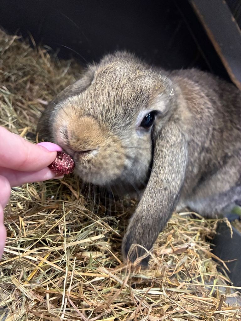 Mini Lop Bunnies