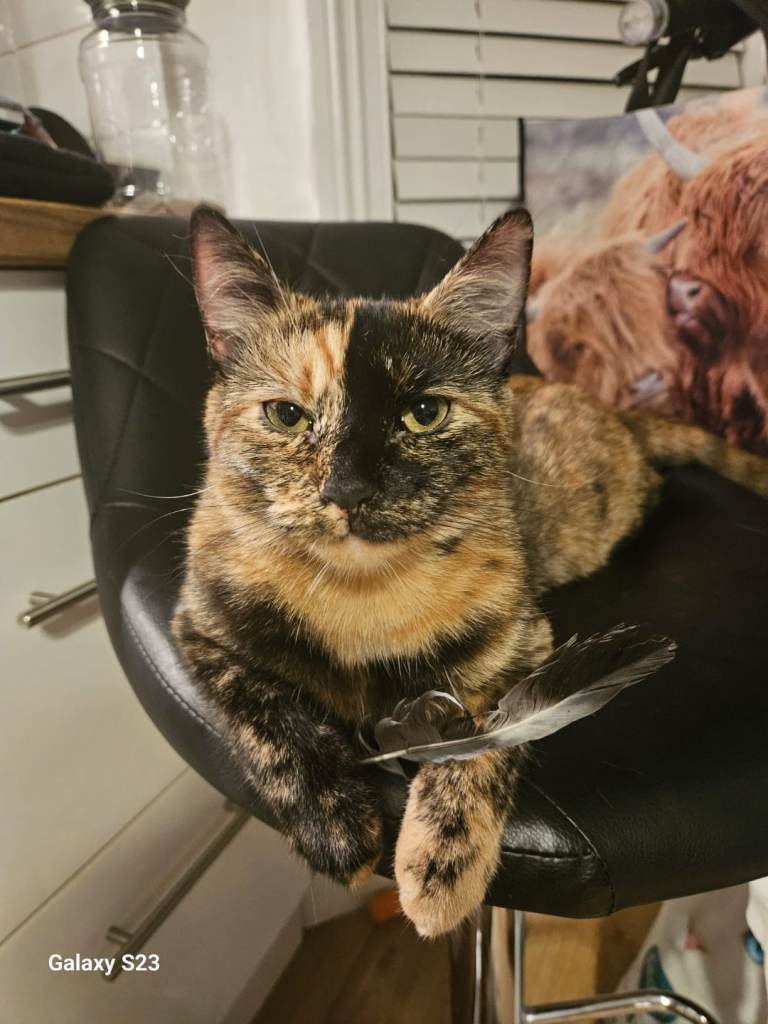Reward for missing tortoiseshell cat