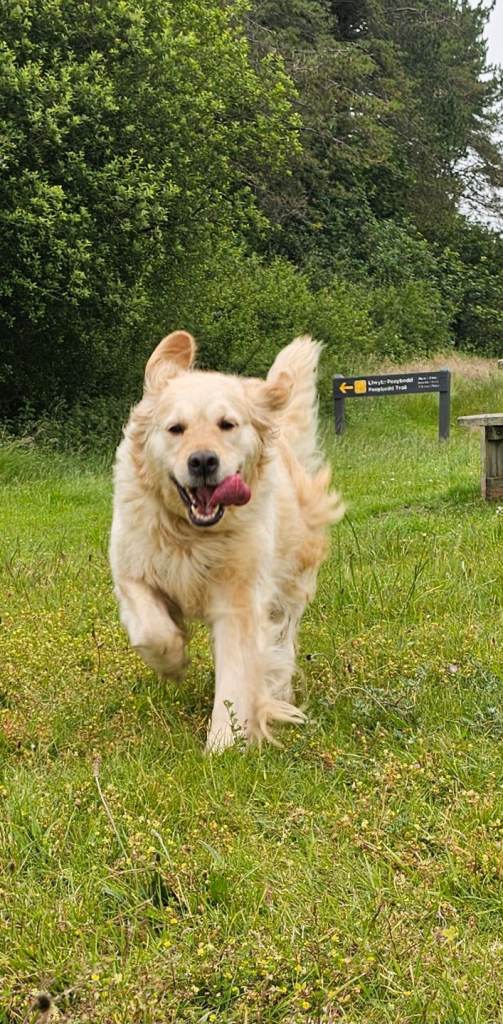 Golden retriever female