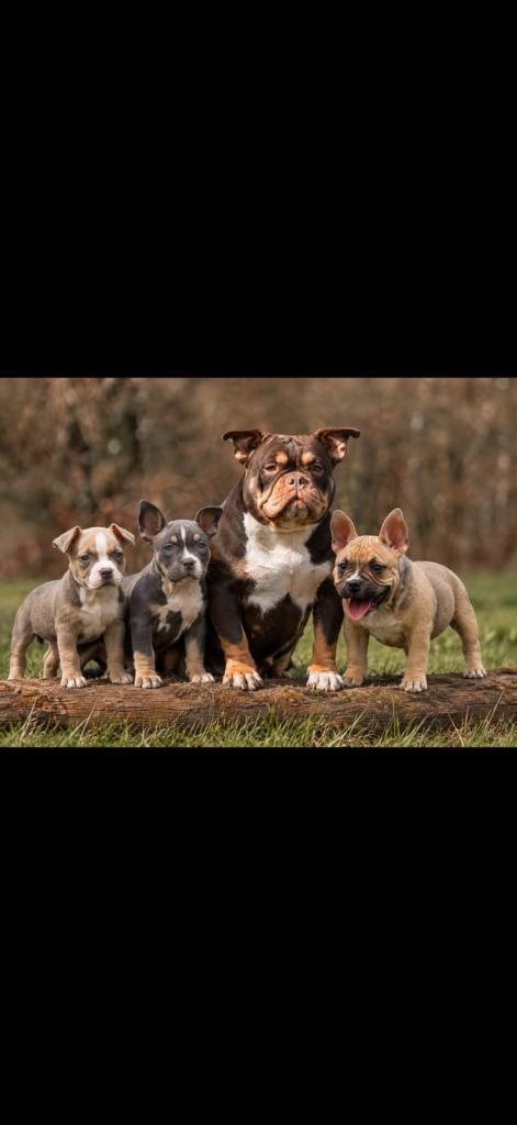 MICRO BULLY FEMALE PUPPIES AVAILABLE