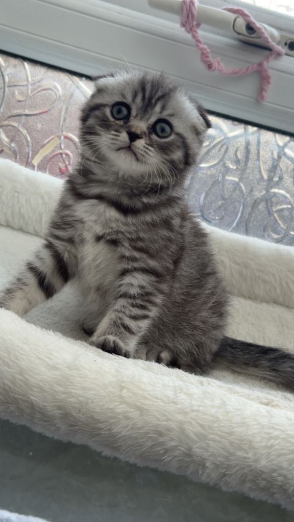 Kittens 