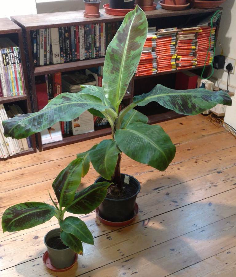 Gorgeous Healthy Banana Plants - Musa acuminata ‘Dwarf Cavendish’