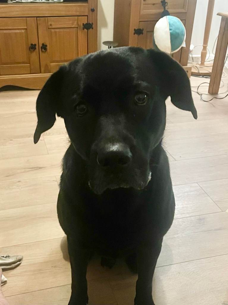 *5 BEAUTIFUL PUPPIES FOR SALE* 