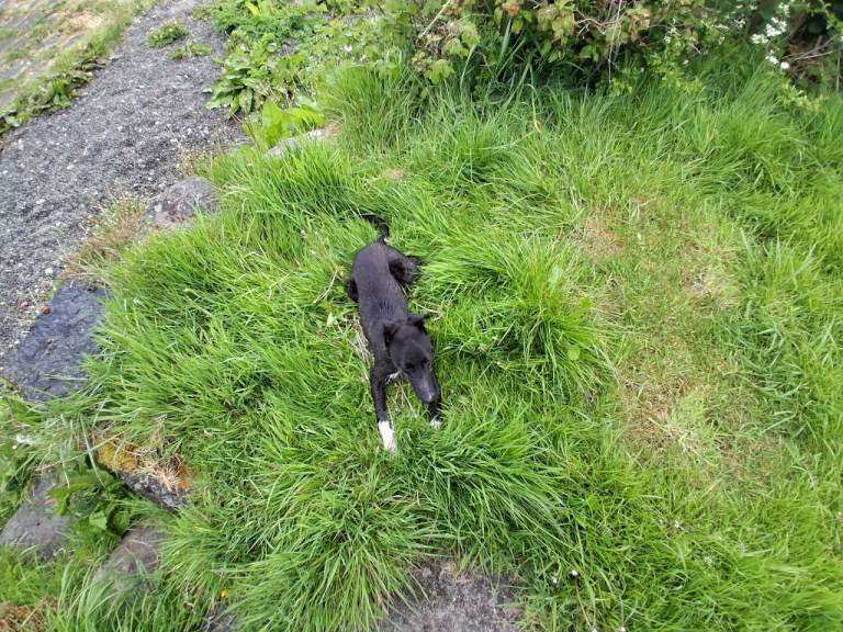 Bedlington x whippet 