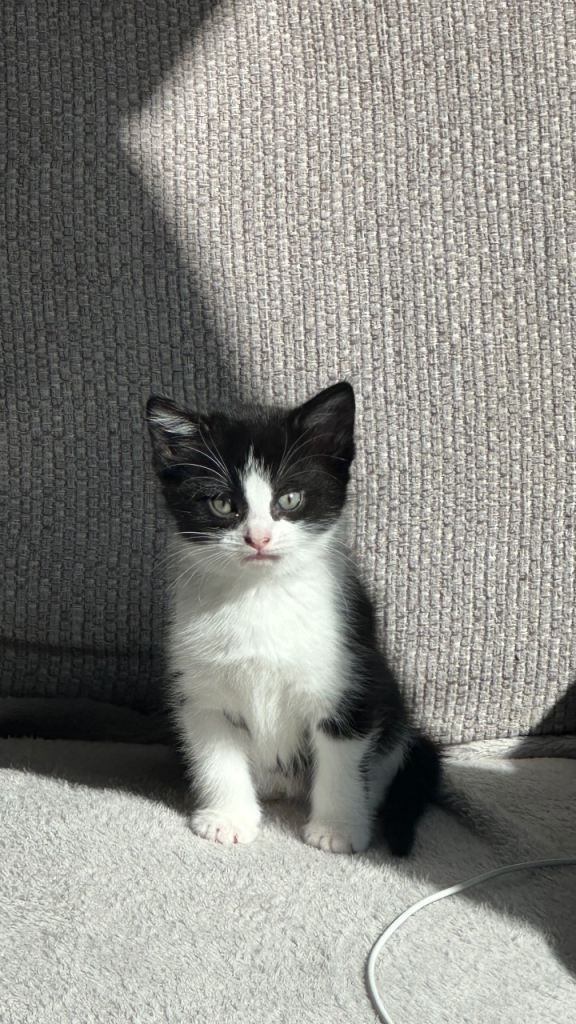 Cat foe Adoption