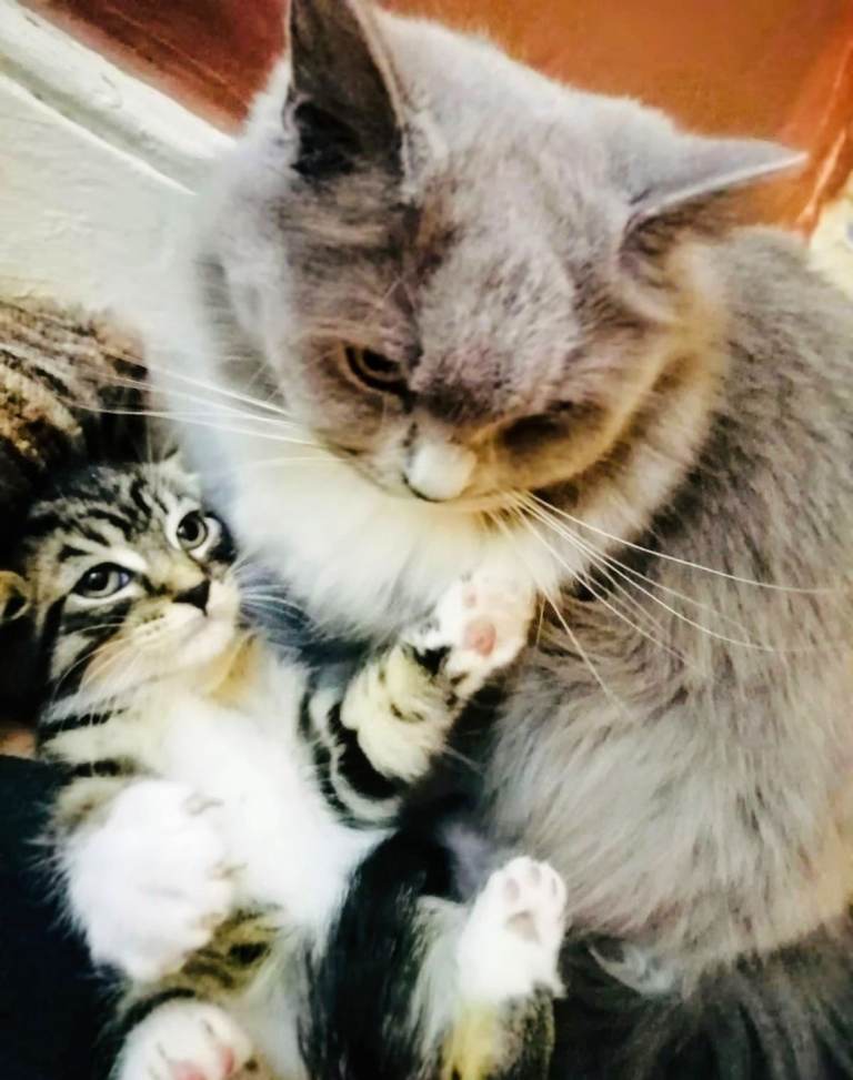 A lovely litter of Ragdoll x Bengal kittens ready for forever new homes