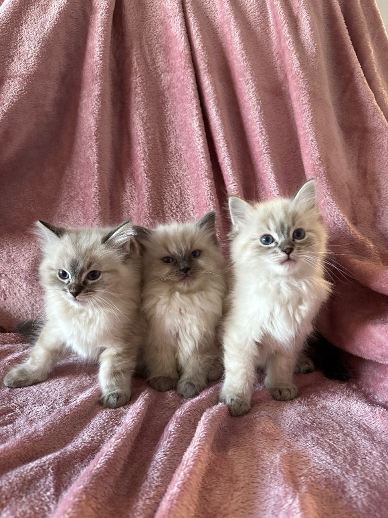 Ragdoll X Lynx Kittens