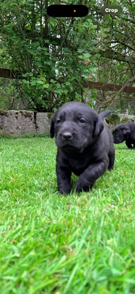 Male Labrador pups 